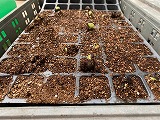 黒豆の栽培（３年）
